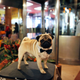 These days the celebrity visitors to the Hotel Pennsylvania are contestants in the Westminster Dog Show.